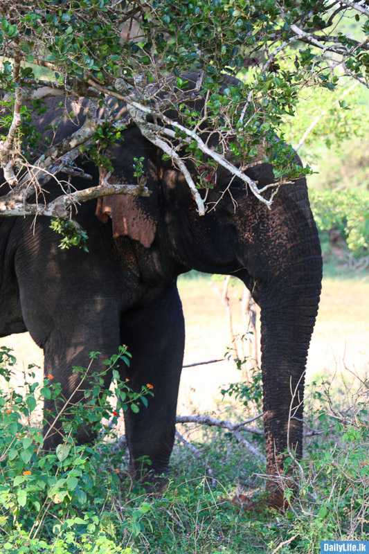 Elephants at Yala